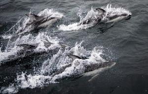 Whale Watching