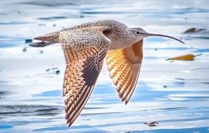 Bird in flight