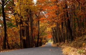 Fall-Foliage
