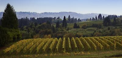 Willamette Valley autumn colors in the vineyard and surrounding habitat.