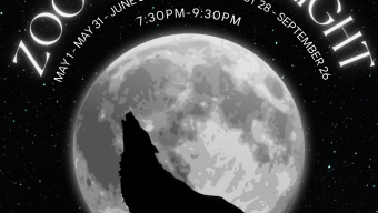 Zoo By Moonlight