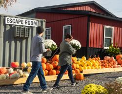 Picture of two people carrying mums as they walk past the Escape Room and through rows of pumpkins at Northhill Orchard Supply