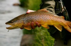 brown trout - dropbox file