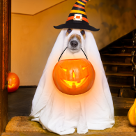 Dog dressed as a ghost holding a pumpkin basket in its mouth