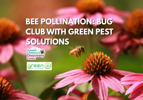 Bee Pollination: Bug Club with Green Pest Solutions