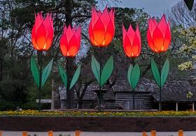 Tulips at Twilight @ Ward-Mead Historic Site