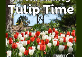 Jerold Binkley "Tulip Time"