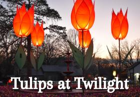 Tulips at Twilight
