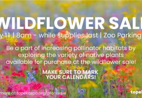 Native Wildflower Sale