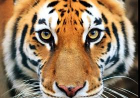 World Tiger Day