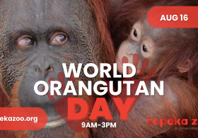 World Orangutan Day