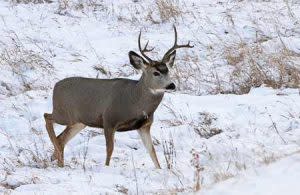 Mule Deer in winter | Pixabay Image