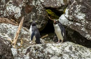 Tawaki Fiordland Crested Penguin