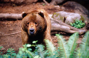 Northwest Trek grizzly bear small