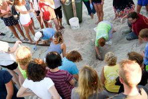 volunteers excavating a sea turtle next