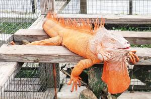 Orange Iguana at IguanaLand