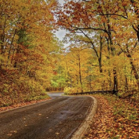 Winding Road with beautiful Fall Colors