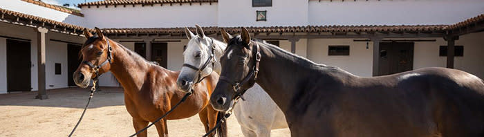 El rancho crop
