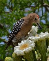 Gila Woodpecker