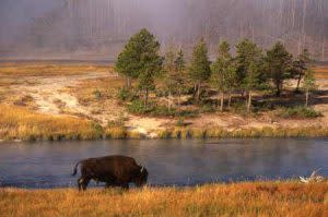 Bison | Photo: MOTBD Donnie Sexton