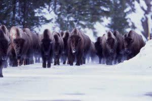Bison Herd In Yellowstone | Photo: Yellowstone Vacations