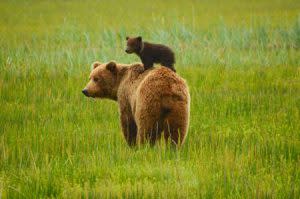 bear cub on mother's back | shutterstock