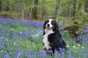 Bernese Mountain Dog On Hike | Pixabay Image