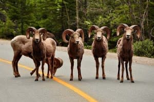 bighorn sheep in road | Pixabay image