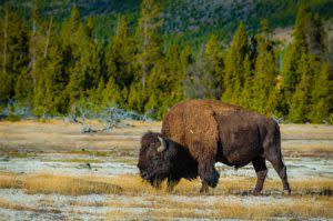 Bison | Shutterstock