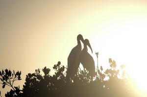 Two Wood Storks silhouetted by bright sun