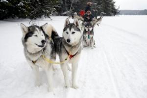 dogsledding