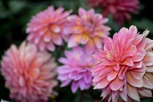 Anchorage flowers bloom during summer