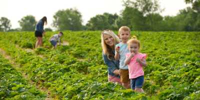 Huber's U-Pick Strawberries in the Field