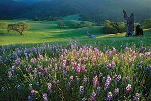 Spring Lupines In Carmel Valley