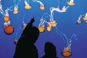 Coms_Jellies Experience at the Monterey Bay Aquarium