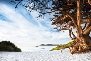 Carmel Beach Cypress Tree