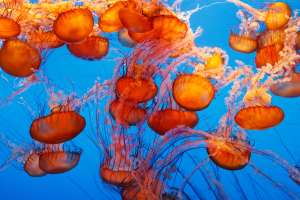 Monterey Bay Aquarium Jellies