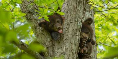 Bear Cubs in Tree