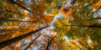 2015 Fall Color: Colorful Canopy