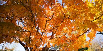 Fall Color on Charlotte Street