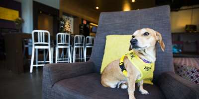 Pet Friendly Finds: Aloft 2