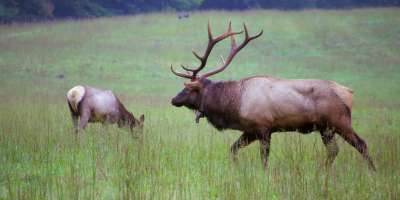 An Evening with the Elk