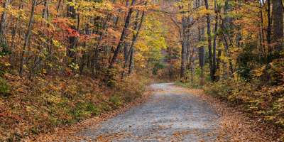 An inviting gravel road in Pisgah National Forest is adorned with fall color