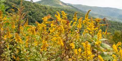 Goldenrod on the Blue Ridge Parkway near Asheville, NC