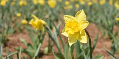 Daffodils