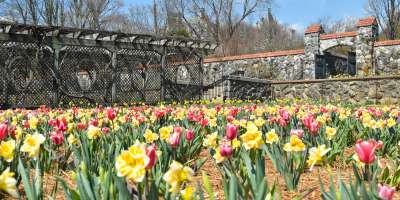 Biltmore Blooms Asheville April 1 May 21 2020