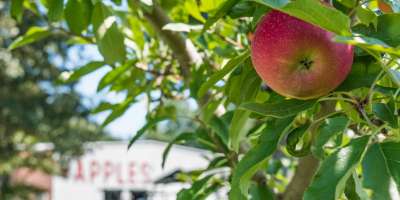 Apple Picking