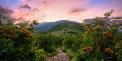 Scenic vista of Roan Mountain with orange azaleas in foreground