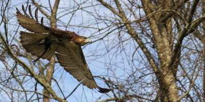 Falconry