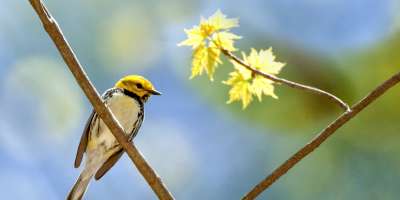 Black-Throated Green Warbler